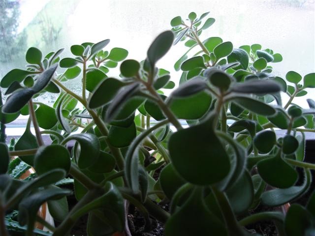 prozor